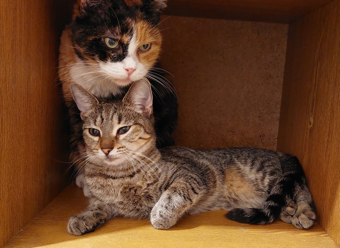 Старшая Люся с самой младшенькой - Рысей