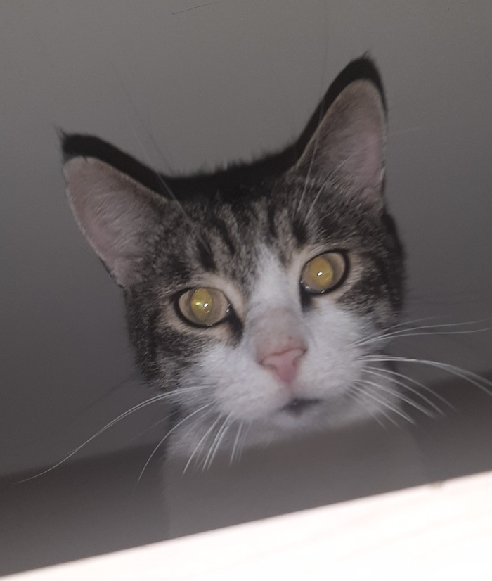 Моё единственное наследство - Барсик и