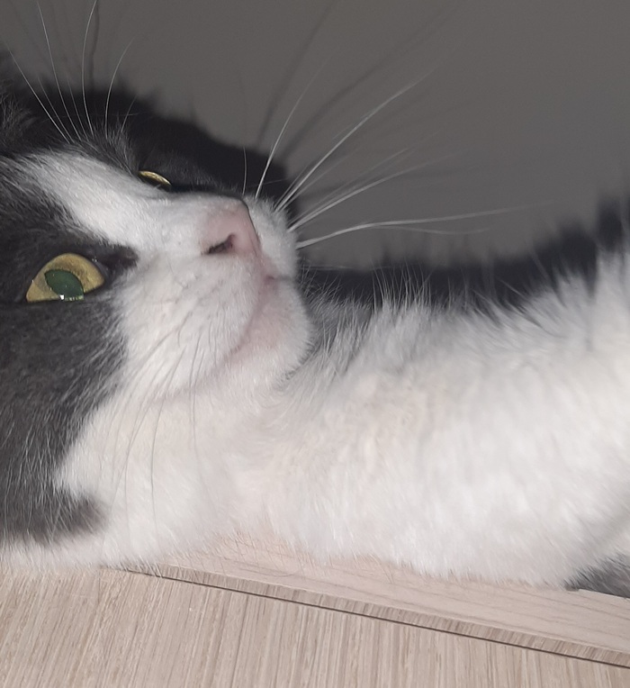 И Пуся. К сожалению, фото старое у нее, сейчас ее фотографировать неэтично (