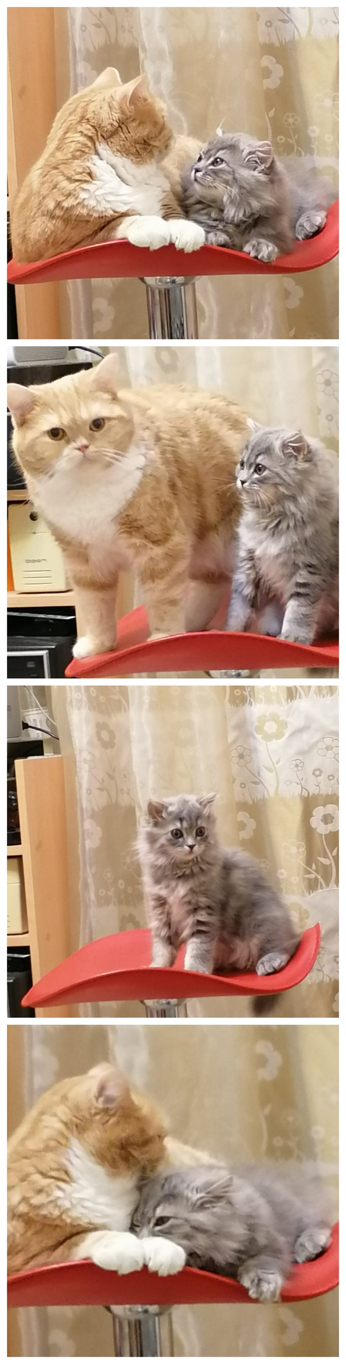 Ответ на пост «Конкурс: лучший кот Пикабу»