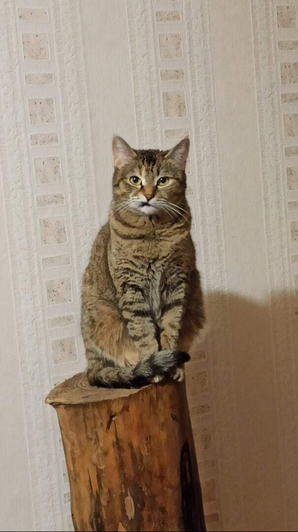 Ответ на пост «Конкурс: лучший кот Пикабу»