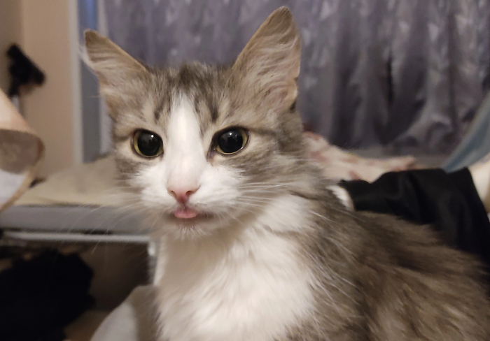 Кошка по имени Ко