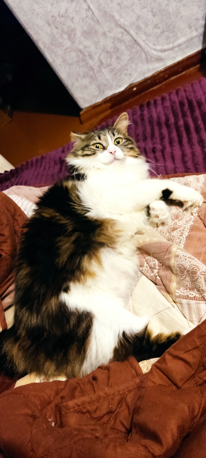  yjubherb  &quot;,   ,   &quot;