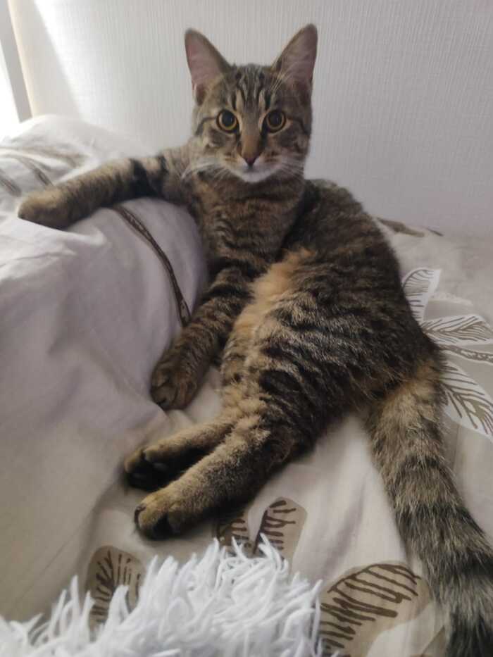 Ответ на пост «Конкурс: лучший кот Пикабу»