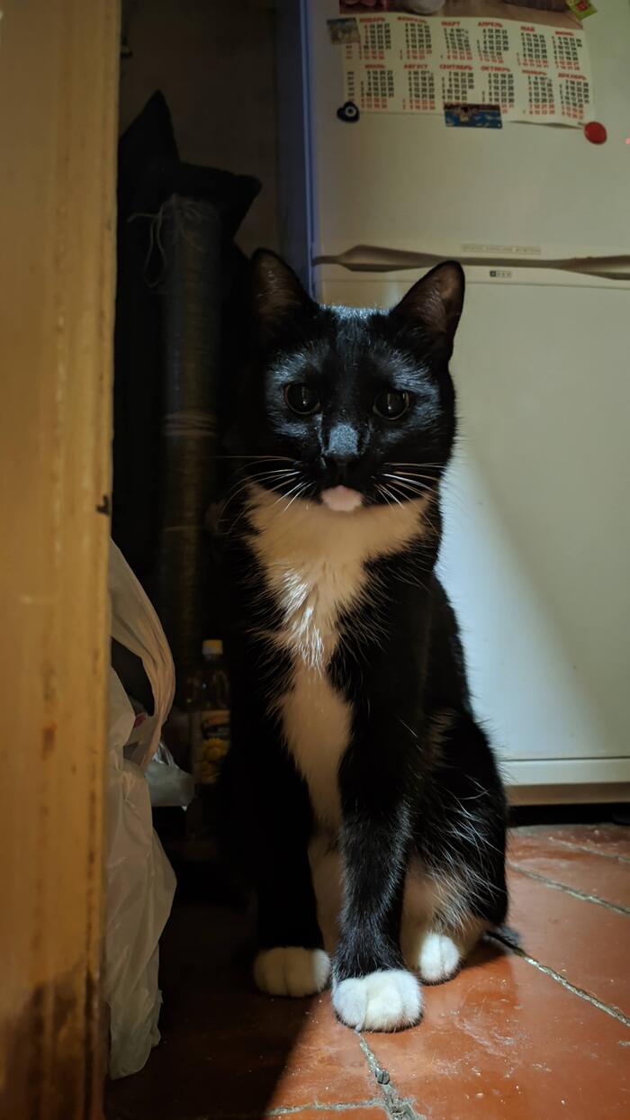 Ответ на пост «Конкурс: лучший кот Пикабу»