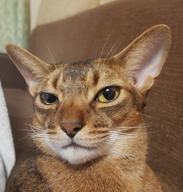 Вот такая горделивая морда у него