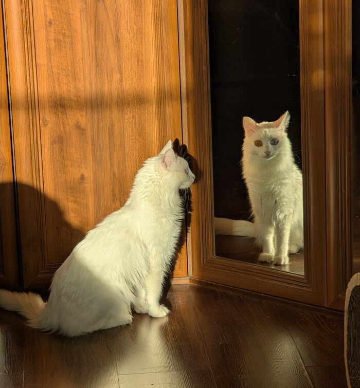 Очень любит смотреть в зеркало