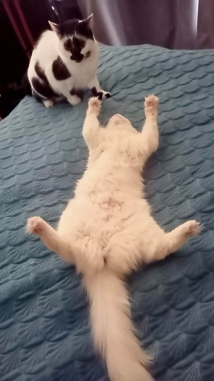 Главное вовремя притвориться мертвым