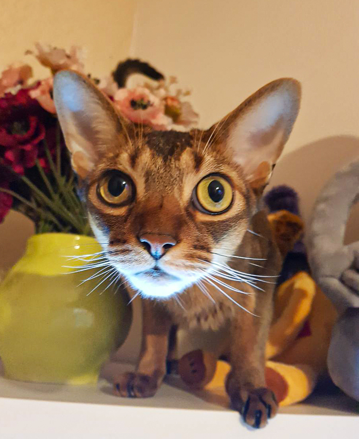 Кот любознательный