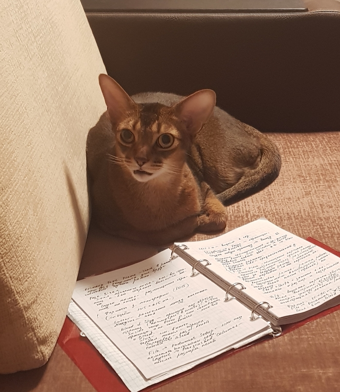 Кот - учёный