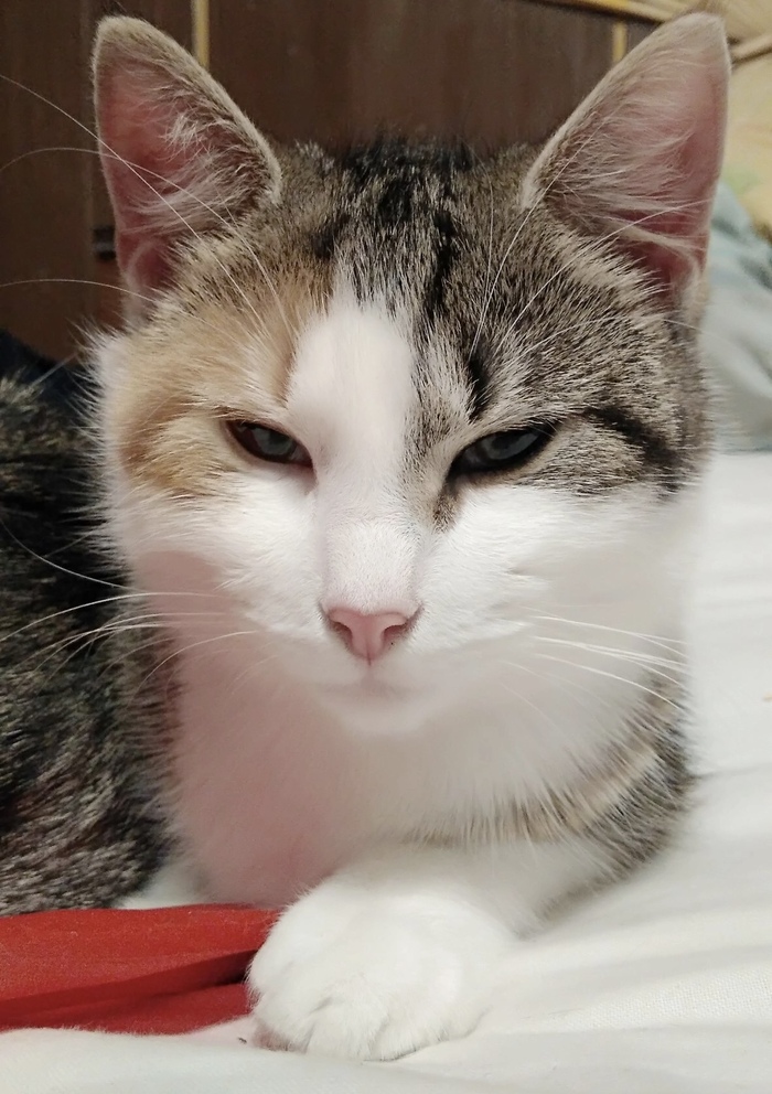 Ответ на пост «Конкурс: лучший кот Пикабу»