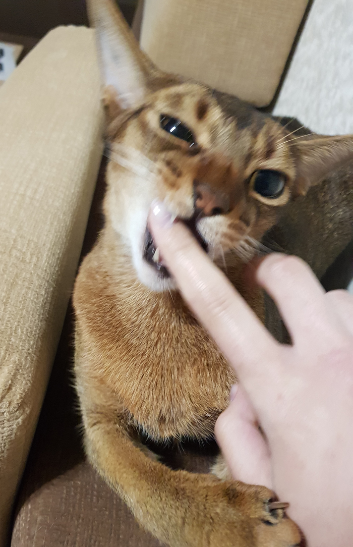 Пробующий запретное