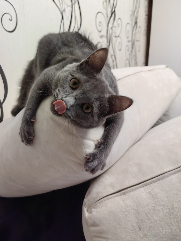 Ответ на пост «Конкурс: лучший кот Пикабу»