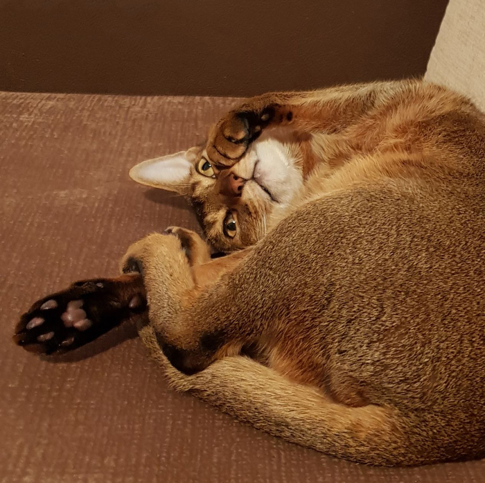 Кот мечтающий