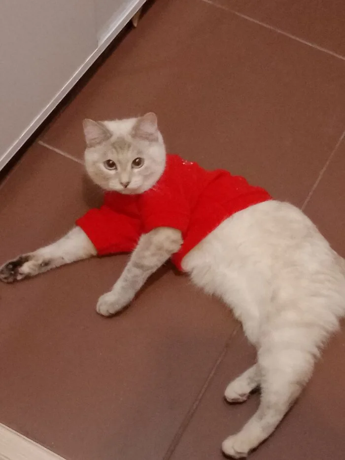 Reply to the post Competition: Best Pikabu Cat - My, Pick-up headphones, Peekaboo, Competition, Cat Day, cat, A wave of posts, Reply to post, Longpost