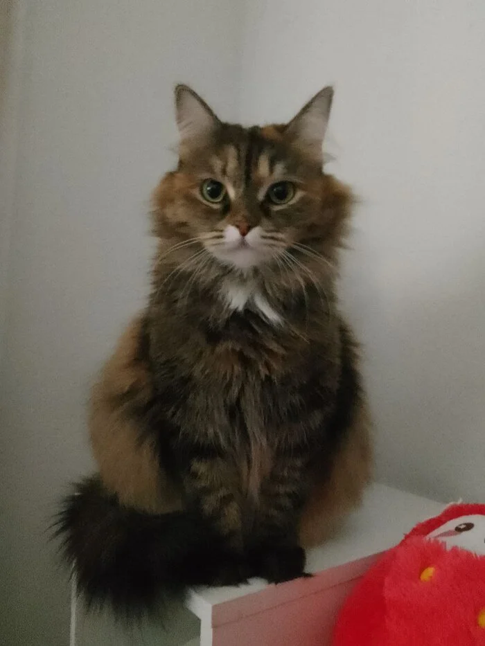 Reply to the post Competition: Best Pikabu Cat - My, Pick-up headphones, Peekaboo, Competition, Cat Day, cat, A wave of posts, Reply to post, Longpost