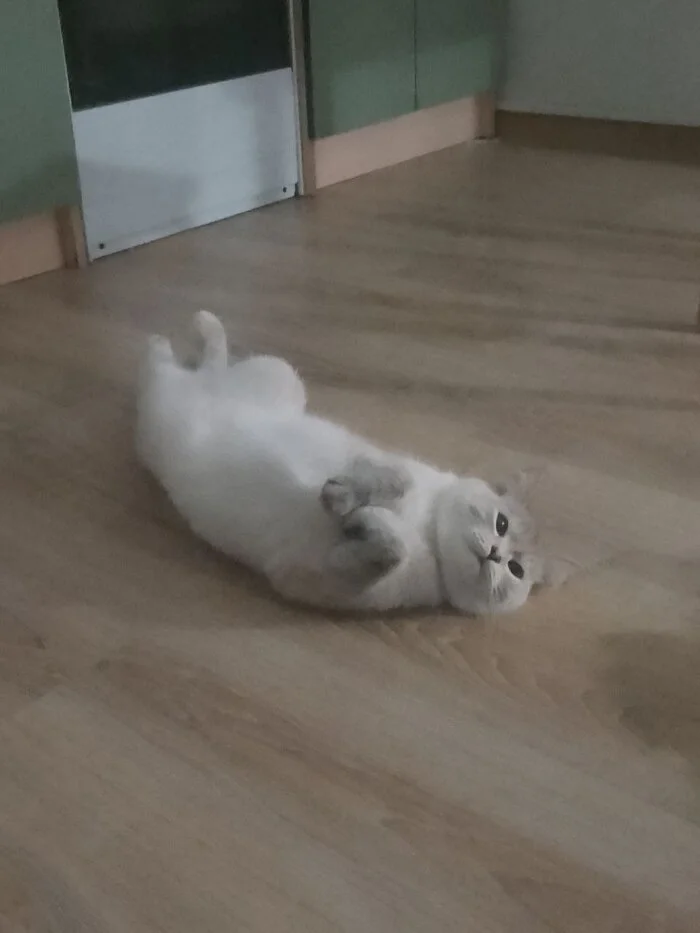 Reply to the post Competition: Best Pikabu Cat - My, Pick-up headphones, Peekaboo, Competition, Cat Day, cat, A wave of posts, Reply to post, Longpost