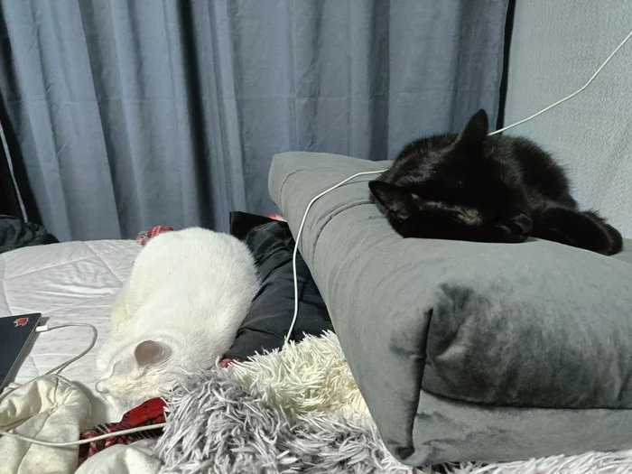 My cats according to ii - My, cat, Black cat, Small cats, Pets, Artificial Intelligence, Longpost