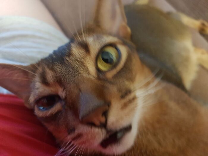 Кот вдупляющий