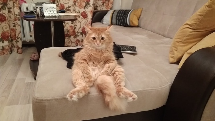 Ответ на пост «Конкурс: лучший кот Пикабу»