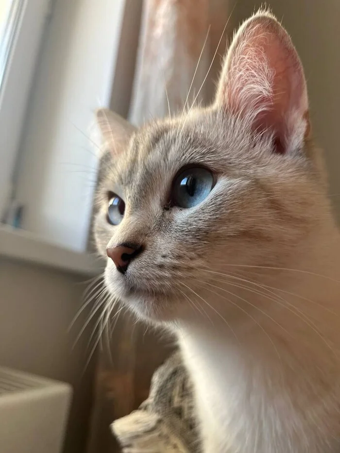 Reply to the post Competition: Best Pikabu Cat - My, Pick-up headphones, Peekaboo, Competition, Cat Day, cat, A wave of posts, Reply to post, Longpost
