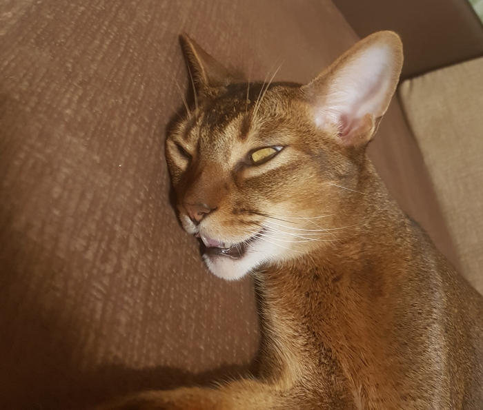 Отдупляющийся кот