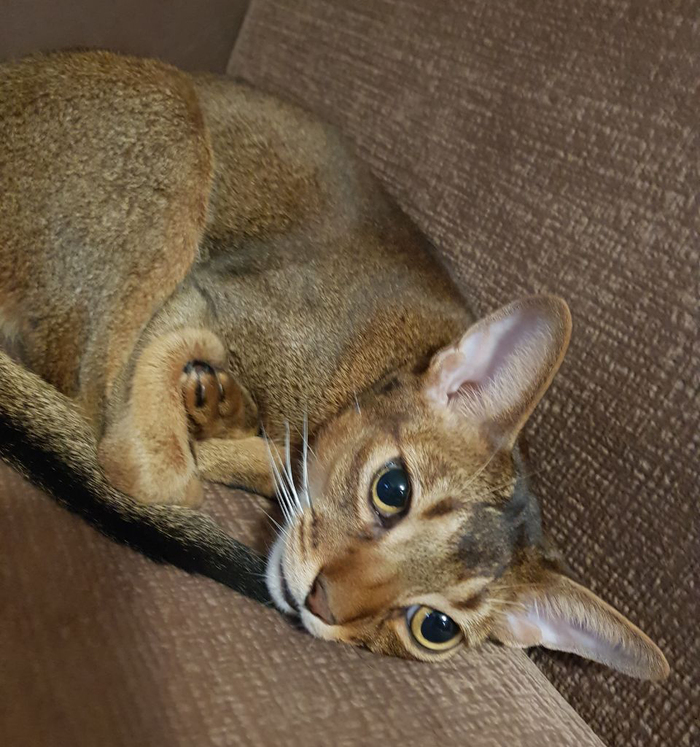 Кот, познавший бытие