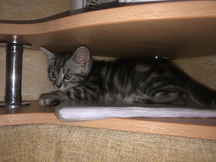 Ответ на пост «Конкурс: лучший кот Пикабу»