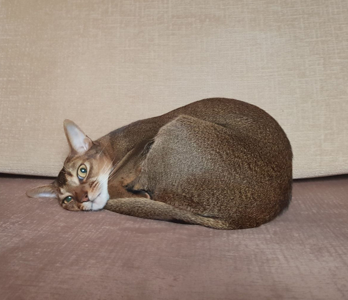 Переборщивший с познанием кот