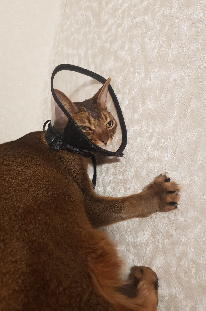 Греющийся кот (батарея в стене)