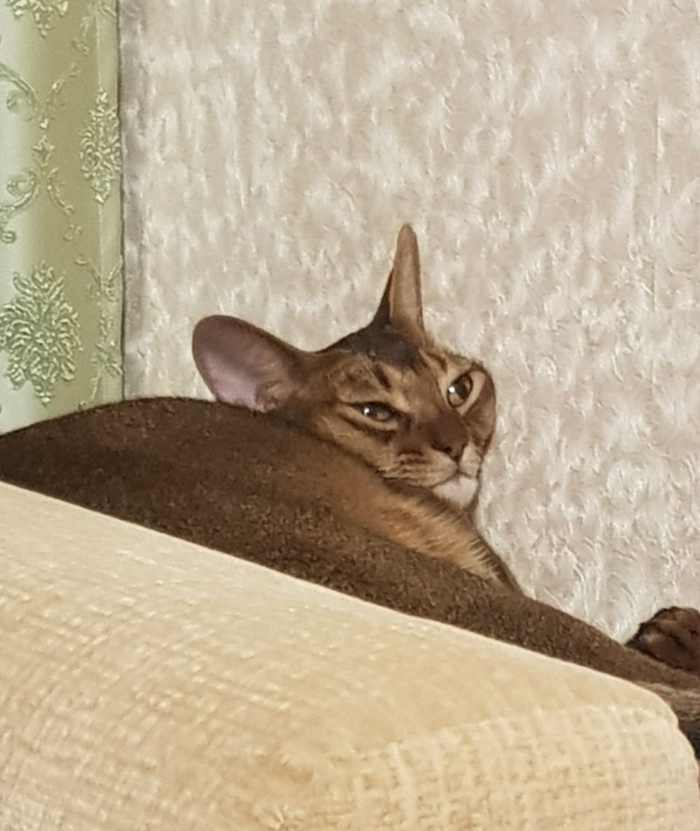 Греющийся после высвобождения из пут