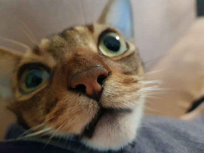 Ещё больше котоморды