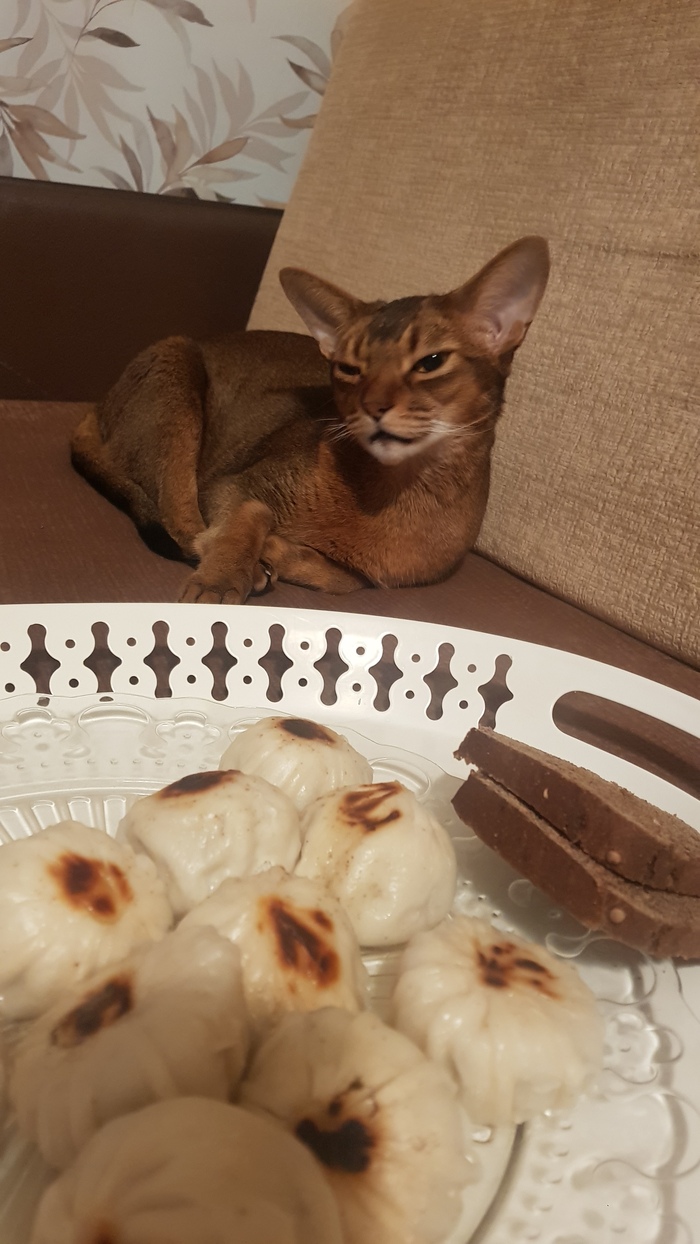 Кот - гурман