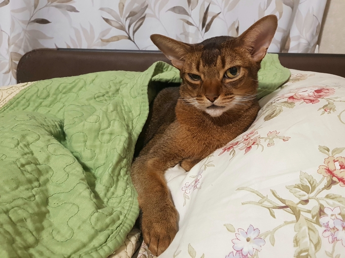 Кот возлежащий