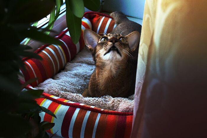 Красиво возлежащий кот