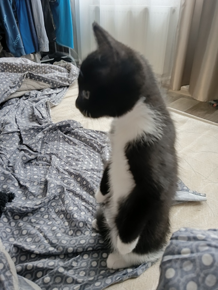 Ответ на пост «Конкурс: лучший кот Пикабу»