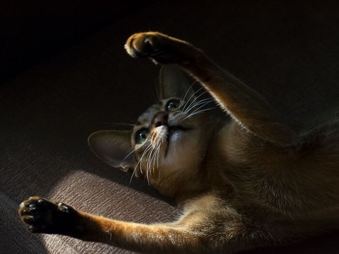 Просто красивый кот