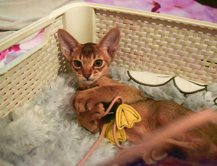 Трёхмесячный Пездюк