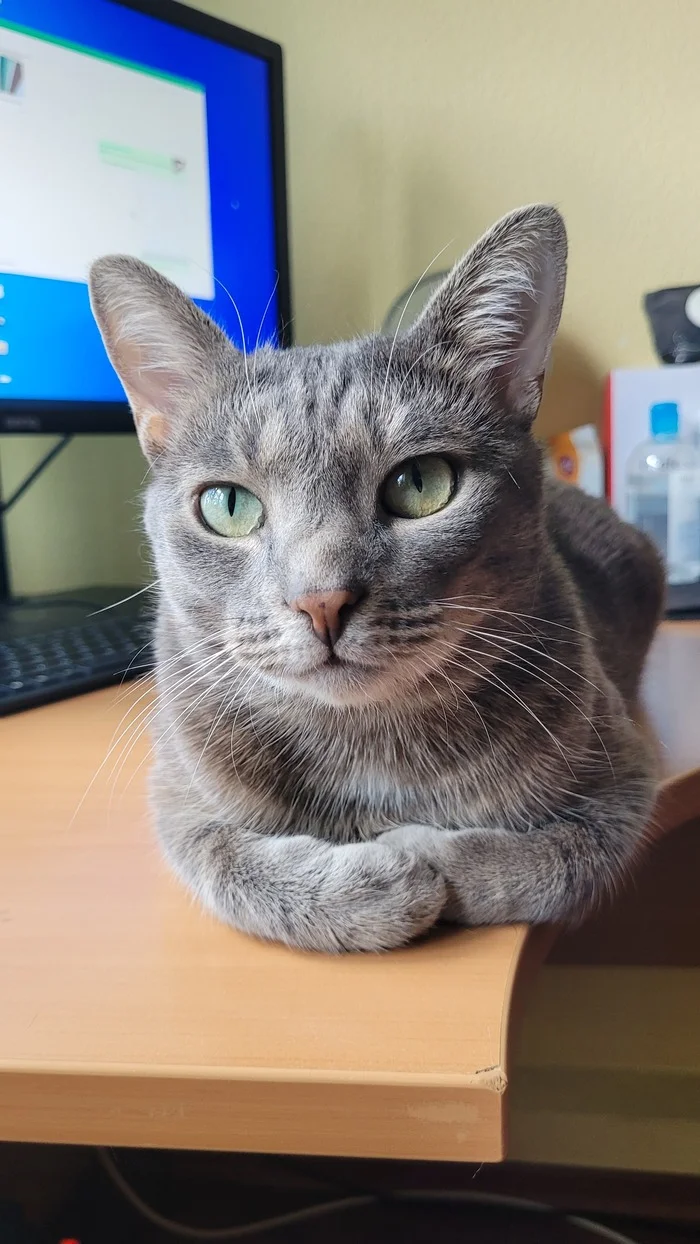Reply to the post Competition: Best Pikabu Cat - My, Pick-up headphones, Peekaboo, Competition, Cat Day, cat, A wave of posts, Reply to post, Longpost