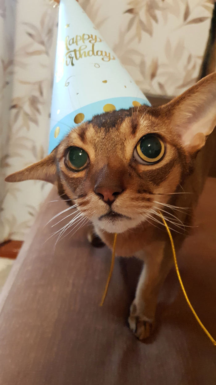 Минутное котострадание ради деньрожденьевской фотки