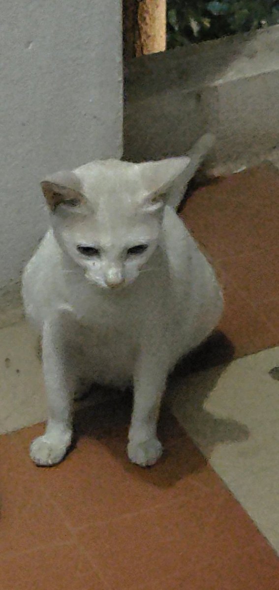 Кошачий налог от ТС само собой был уплачен :)