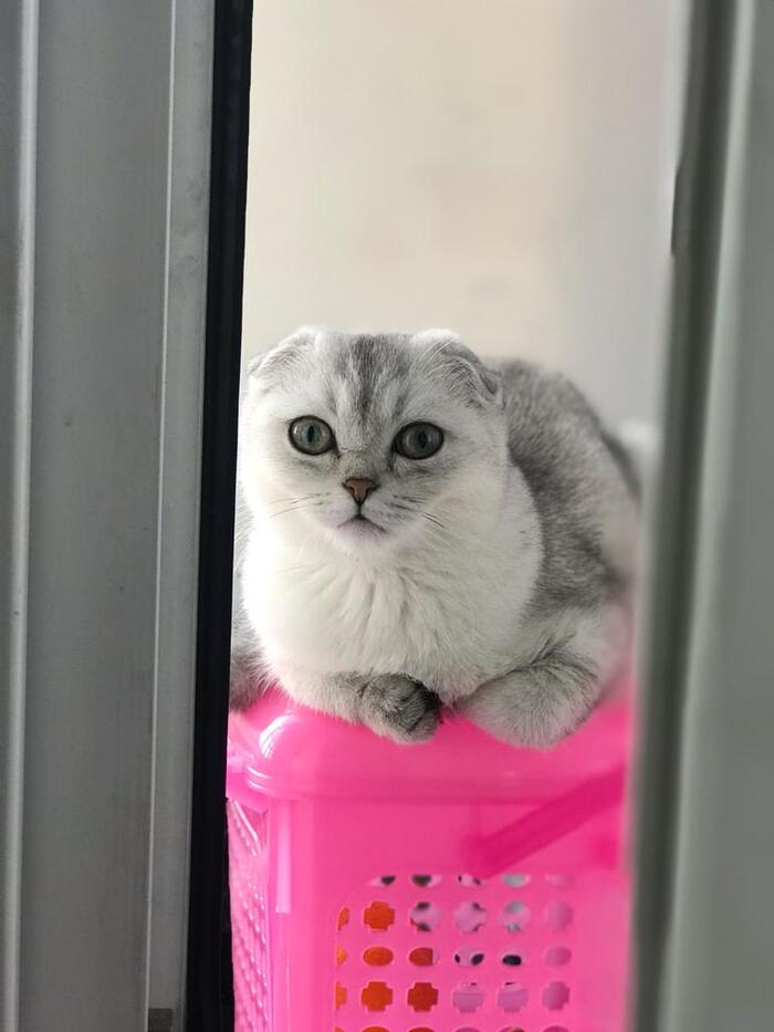 Ответ на пост «Конкурс: лучший кот Пикабу»