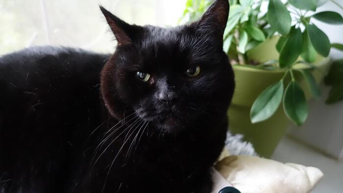 Ответ на пост «Конкурс: лучший кот Пикабу»