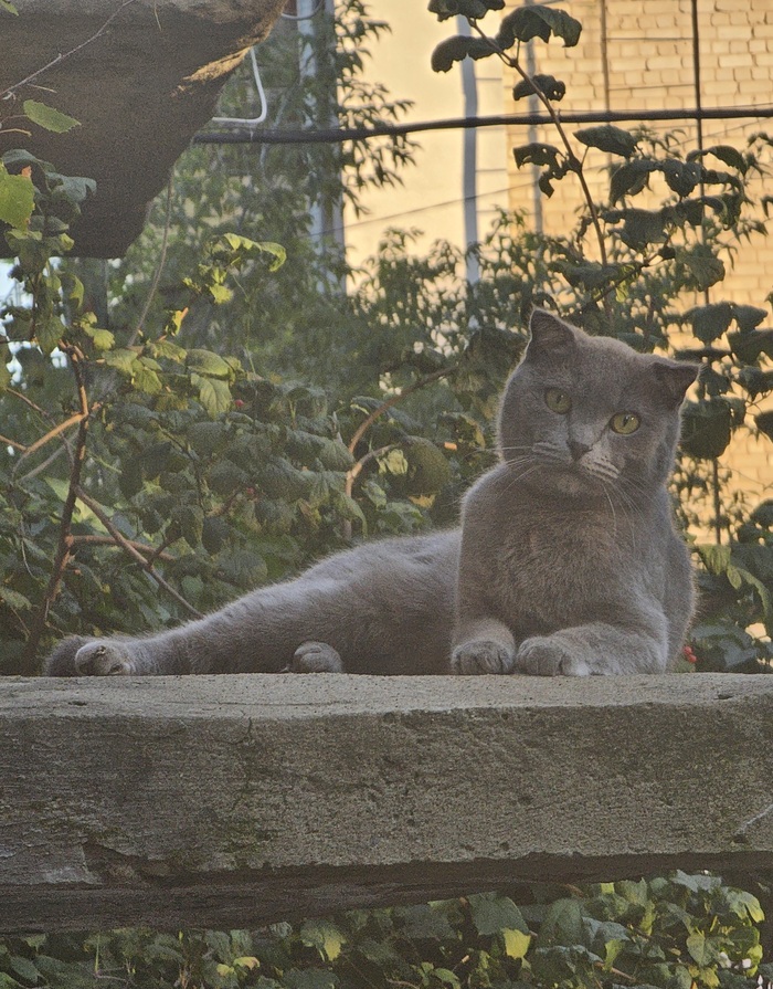 Ответ на пост «Конкурс: лучший кот Пикабу»