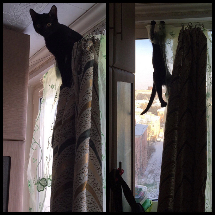 Ответ на пост «Конкурс: лучший кот Пикабу»