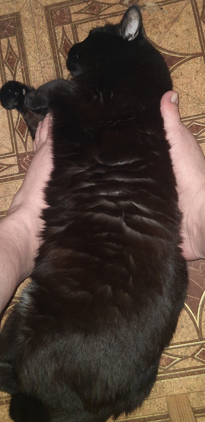 Честно говоря, у нас есть ещё два кисуна, но я так и не смогла разобраться, как добавить их фотки)))