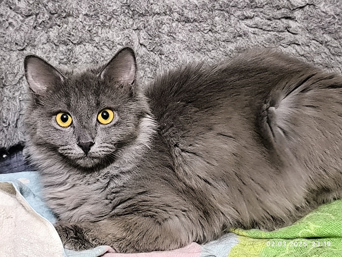 На сову похож иногда...