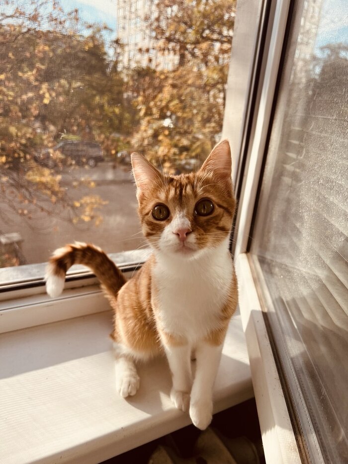 Ответ на пост «Конкурс: лучший кот Пикабу»