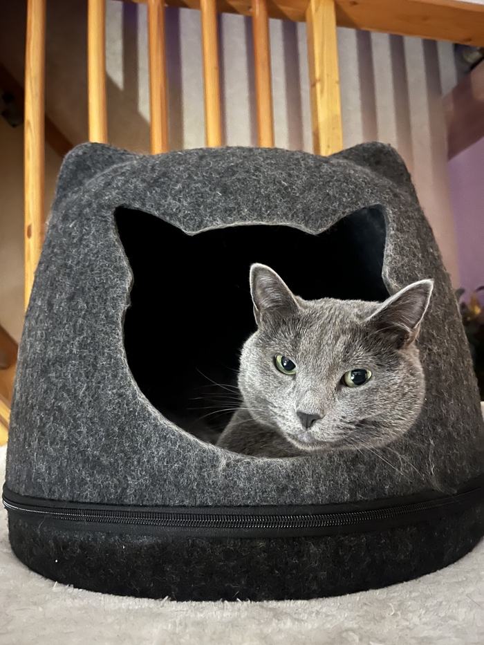 Лучший кот Пикабу