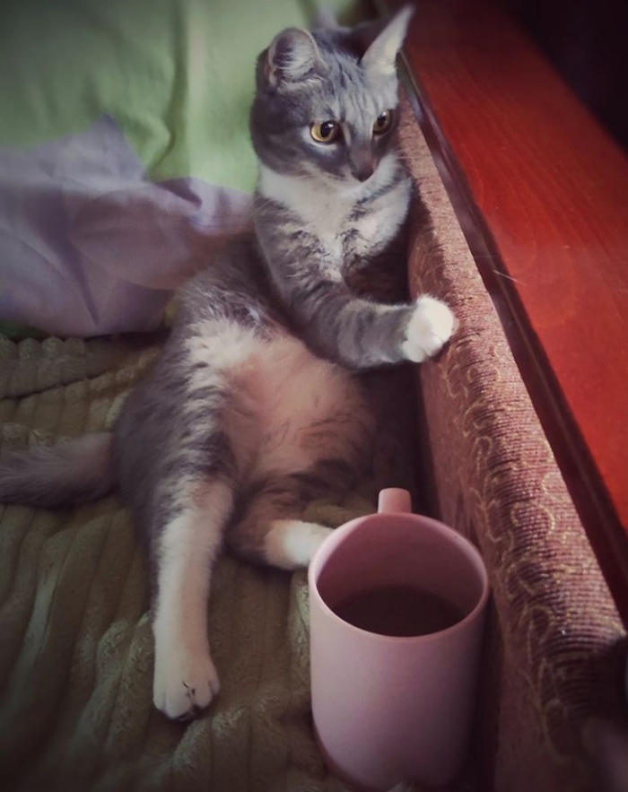 Конкурс: Лучший кот Пикабу